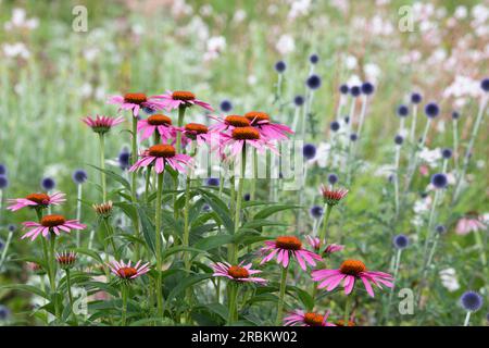 Echinacea purpurea ed Echinops. Fiori di manzo e fiori di cardo in un giardino all'inglese Foto Stock