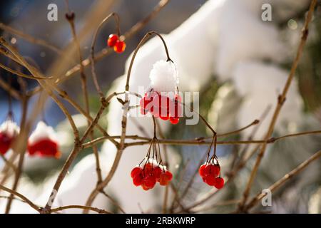 Succose bacche rosse di viburnum - rosa di Guelder, opulus di Viburnum - ricoperte di neve in inverno. Splendido sfondo invernale panoramico. Cibo per uccelli in inverno Foto Stock