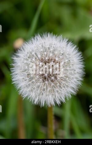 Incantevole Dandelion: Scopri i dettagli della natura Foto Stock