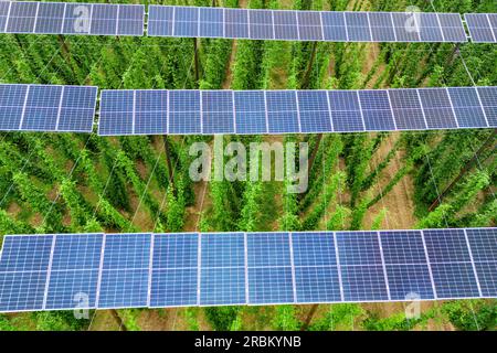 Au a Der Hallertau, Germania. 10 luglio 2023. I pannelli solari sono montati a un'altezza di circa sei metri sopra un campo hop (vista aerea con drone). Il luppolo viene coltivato su una superficie di 1,3 ettari e l'energia solare viene generata contemporaneamente per circa 200 famiglie. Secondo il Ministero dell'economia, è il primo impianto fotovoltaico al mondo per l'agricoltura del luppolo. Crediti: Armin Weigel/dpa/Alamy Live News Foto Stock