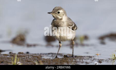 Coda di Wagtail bianca (Motacilla alba) giovane in piedi, guardando a sinistra. Testa in alto. Foto Stock