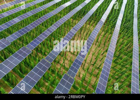 Au a Der Hallertau, Germania. 10 luglio 2023. I pannelli solari sono montati a un'altezza di circa sei metri sopra un campo hop (vista aerea con drone). Il luppolo viene coltivato su una superficie di 1,3 ettari e l'energia solare viene generata contemporaneamente per circa 200 famiglie. Secondo il Ministero dell'economia, è il primo impianto fotovoltaico al mondo per l'agricoltura del luppolo. Crediti: Armin Weigel/dpa/Alamy Live News Foto Stock