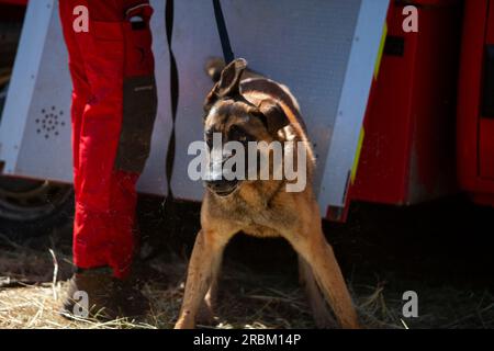 Vernet, Francia. 10 luglio 2023. Un cane da ricerca. La polizia francese è impegnata in una vasta ricerca aerea e terrestre di un ragazzo scomparso di due anni, scomparso da un villaggio nel sud del paese nel fine settimana. Il bambino, Émile, stava giocando nel giardino della casa dei nonni in un borgo appena fuori le Vernet nelle Alpi dell'alta Provenza tra Grenoble e Nizza quando è scomparso il sabato pomeriggio. Vernet, Francia, 10 luglio 2023. Foto di Thibaut Durand/ABACAPRESS.COM Credit: Abaca Press/Alamy Live News Foto Stock