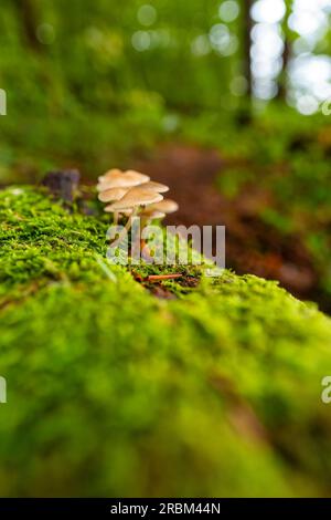 Piccola colonia di funghi nella foresta d'autunno Foto Stock