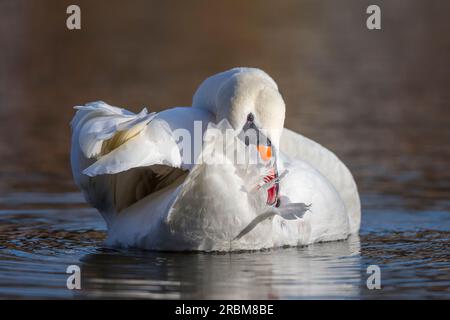 Cigno muto isolato (Cygnus olor) che prepara le sue piume su una pozza d'acqua. Foto Stock