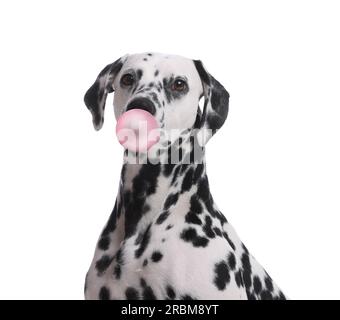 Adorabile cane dalmata che soffia gomma da bolla su sfondo bianco Foto Stock