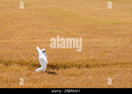 Uno spaventapasseri gonfiabile in un campo di coltivazione di cereali. Foto Stock