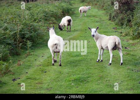 Gregge di pecore che vagano liberamente nella campagna gallese Foto Stock