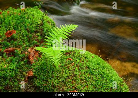 Fern Growing on Mossy rock, Kleine OHE in background, Kleine OHE, Bavarian Forest National Park, Bavarian Forest, Lower Bavaria, Bavaria, Germania Foto Stock