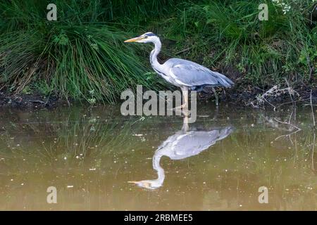 Rifacimento di Heron in acqua Foto Stock