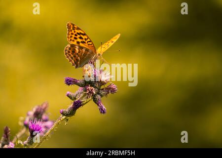 Kaisermantel, Silberstrich, Argynnis paphia, Foto Stock
