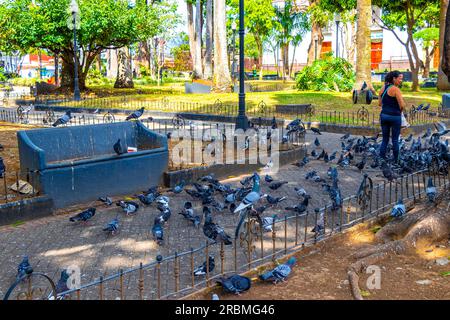 Provincia di Alajuela Alajuela Costa Rica 05. Febbraio 2021 Un sacco di piccioni uccelli della città nella piazza della città di Alajuela Costa Rica in America centrale. Foto Stock