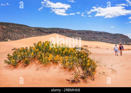 Sandboarding sulle dune di sabbia di Coral Pink, Utah, USA Foto Stock