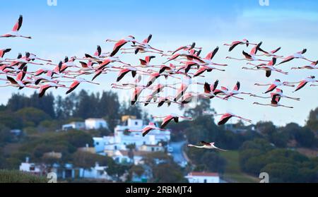 Fenicotteri rosa, Phenicopterus roseus, nelle zone umide di Isla Christina, Andalusia Spagna Foto Stock