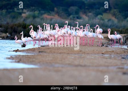 Fenicotteri rosa, Phenicopterus roseus, nelle zone umide di Isla Christina, Andalusia Spagna Foto Stock