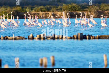 Fenicotteri rosa, Phenicopterus roseus, nelle zone umide di Isla Christina, Andalusia Spagna Foto Stock