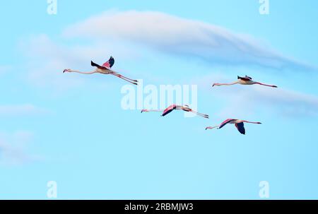 Fenicotteri rosa, Phenicopterus roseus, nelle zone umide di Isla Christina, Andalusia Spagna Foto Stock