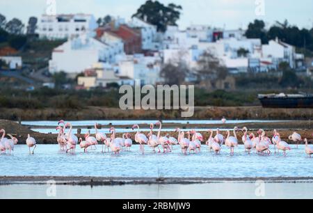 Fenicotteri rosa, Phenicopterus roseus, nelle zone umide di Isla Christina, Andalusia Spagna Foto Stock