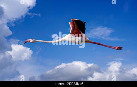 Fenicotteri rosa, Phenicopterus roseus, nelle zone umide di Isla Christina, Andalusia Spagna Foto Stock