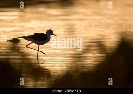 Uccello marino di Stilz dalle ali nere nel suo habitat naturale nelle zone umide di Isla Christina, Andalusia, Spagna Foto Stock