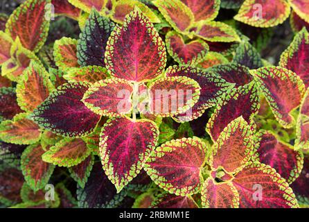 Coleus scutellarioides "nana rossa". Coleus Red Dwarf Foto Stock