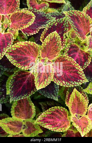 Coleus scutellarioides "nana rossa". Coleus Red Dwarf Foto Stock