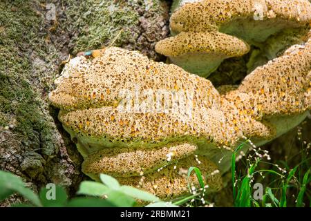 Primo piano di un grande fungo che cresce su un albero con perle di liquido che si formano nei pori. Foto Stock