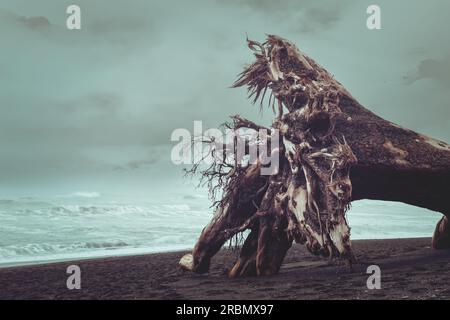 Un albero morto sulla Ruby Beach in un giorno tempestoso Foto Stock