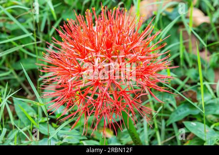 Inflorescenza di Scadoxus Multiflorus, (sangue africano Luly). Giardino botanico di Entebbe, Uganda. Foto Stock