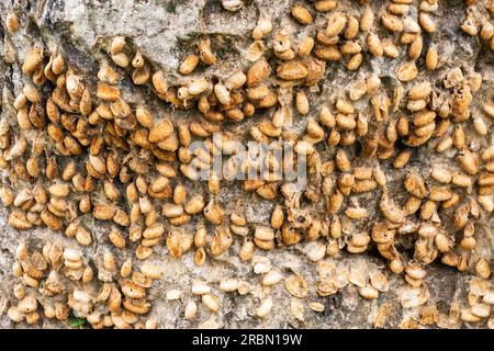 Bozzoli vuoti di una specie di falena africana che copre un tronco di albero. Giardino botanico di Entebbe, Uganda. Foto Stock