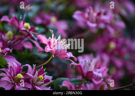 Bellissimi fiori di Clematis rosa in primavera. Fiori affilati sul davanti, fiori sfocati sul retro. Foto Stock