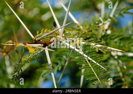 Picchi di febbre e fiori gialli fotografati al sole. Foto Stock