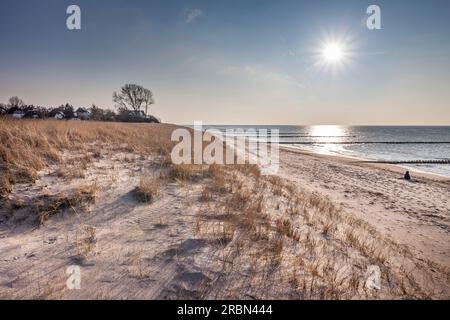 Dune sulla spiaggia di Ahrenshoop, Meclemburgo-Pomerania occidentale, Germania settentrionale, Germania Foto Stock