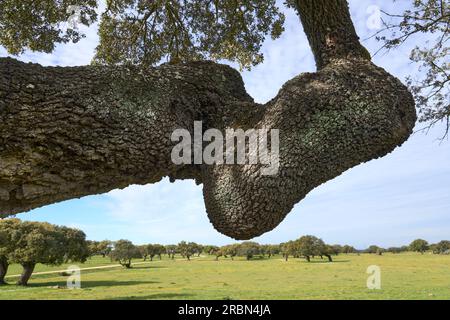 Paesaggio roccioso con querce di pietra e querce di sughero nel dipartimento spagnolo dell'Estremadura Foto Stock