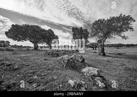 Paesaggio roccioso con querce di pietra e querce di sughero nel dipartimento spagnolo dell'Estremadura Foto Stock