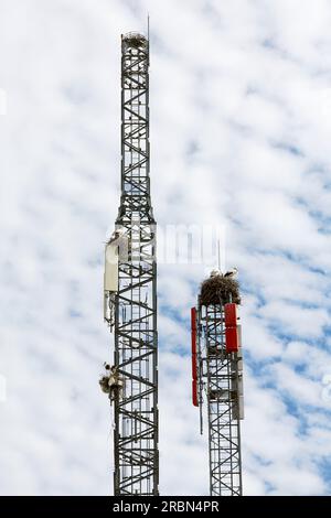 Cicogne bianche, ciconia, nidificano su una torre cellulare, ignorando il pericolo delle radiazioni Foto Stock