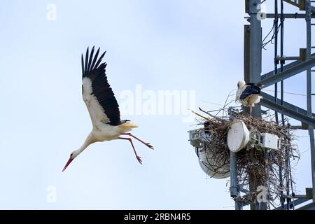 Cicogne bianche, ciconia, nidificano su una torre cellulare, ignorando il pericolo delle radiazioni Foto Stock