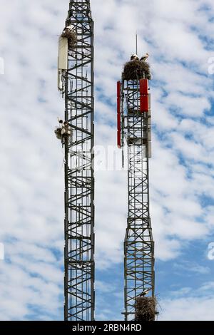 Cicogne bianche, ciconia, nidificano su una torre cellulare, ignorando il pericolo delle radiazioni Foto Stock