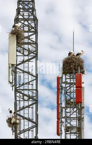 Cicogne bianche, ciconia, nidificano su una torre cellulare, ignorando il pericolo delle radiazioni Foto Stock