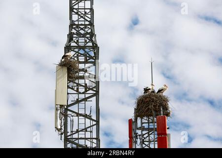 Cicogne bianche, ciconia, nidificano su una torre cellulare, ignorando il pericolo delle radiazioni Foto Stock