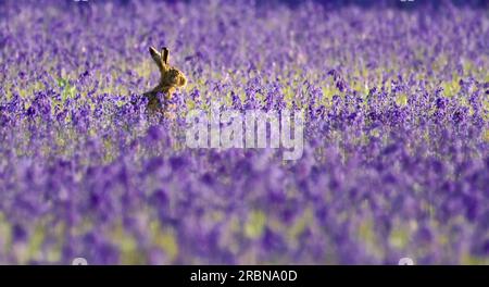 Brown Hare, Lepus europaeus, seduta in posizione eretta in Un campo di campanello comune, Hyacinthoides non-scripta, lit by the Evening Sun, Norfolk, Inghilterra, Regno Unito Foto Stock