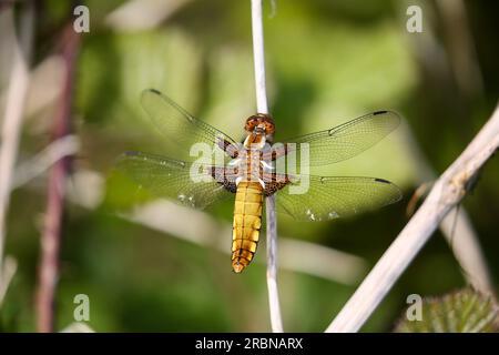 Ampia corposi chaser libellula Foto Stock