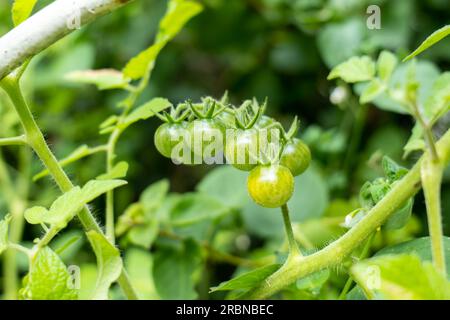 Primo piano di un grappolo di pomodori ciliegini selvatici (Solanum lycopersicum) un tipo di pomodori a forma rotonda di piccole dimensioni Foto Stock