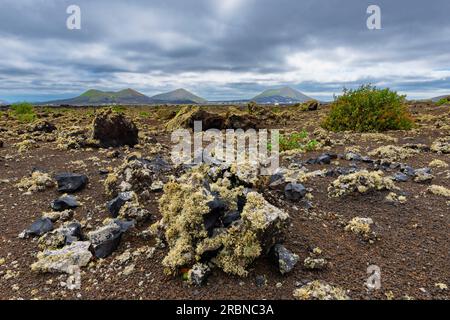 Campo lavico ricoperto di licheni, Parque Natural de Los Volcanes, vicino a Masdache, Lanzarote, Isole Canarie, Spagna, Europa Foto Stock