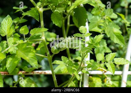 Primo piano di un grappolo di pomodori ciliegini selvatici (Solanum lycopersicum) un tipo di piccoli pomodori rotondi di una recinzione metallica bianca Foto Stock