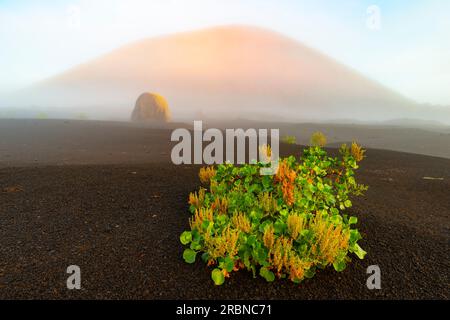 Molo delle Canarie (Rumex lunaria) e bomba lavica di fronte alla Caldera Colorada, Parque Natural de Los Volcanes, vicino a Masdache, Lanzarote, Isole Canarie, Foto Stock