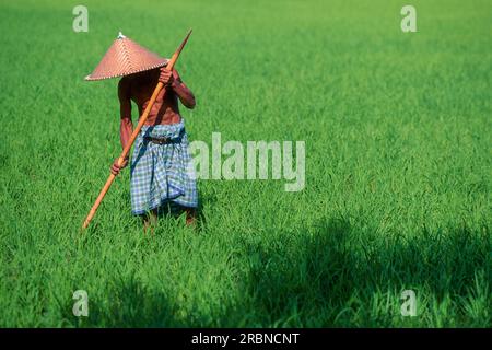 Operaio in Rice Field, Bali, Indonesia, Sud Est Asiatico Foto Stock