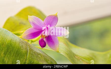 Orchidee bocciolo giallo viola. Sfondo di flora rosa orchidea. Impianto di Phalaenopsis. Delicato primo piano di fiori di foglie. Varietà rara. Foto Stock