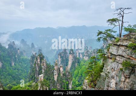 Famosa attrazione turistica della Cina - le montagne Zhangjiajie, Cina Foto Stock