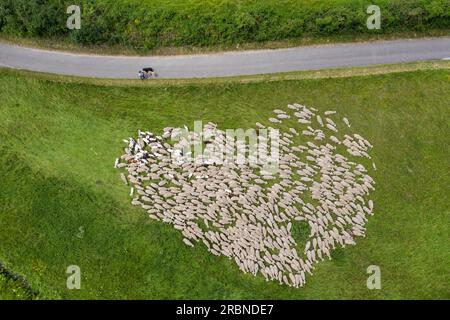 Veduta aerea di un gregge di pecore a forma di cuore nel Altmühltal (confessione: Una manciata di pecore erano allevate digitalmente in posizione), Dollnstein, Franc Foto Stock